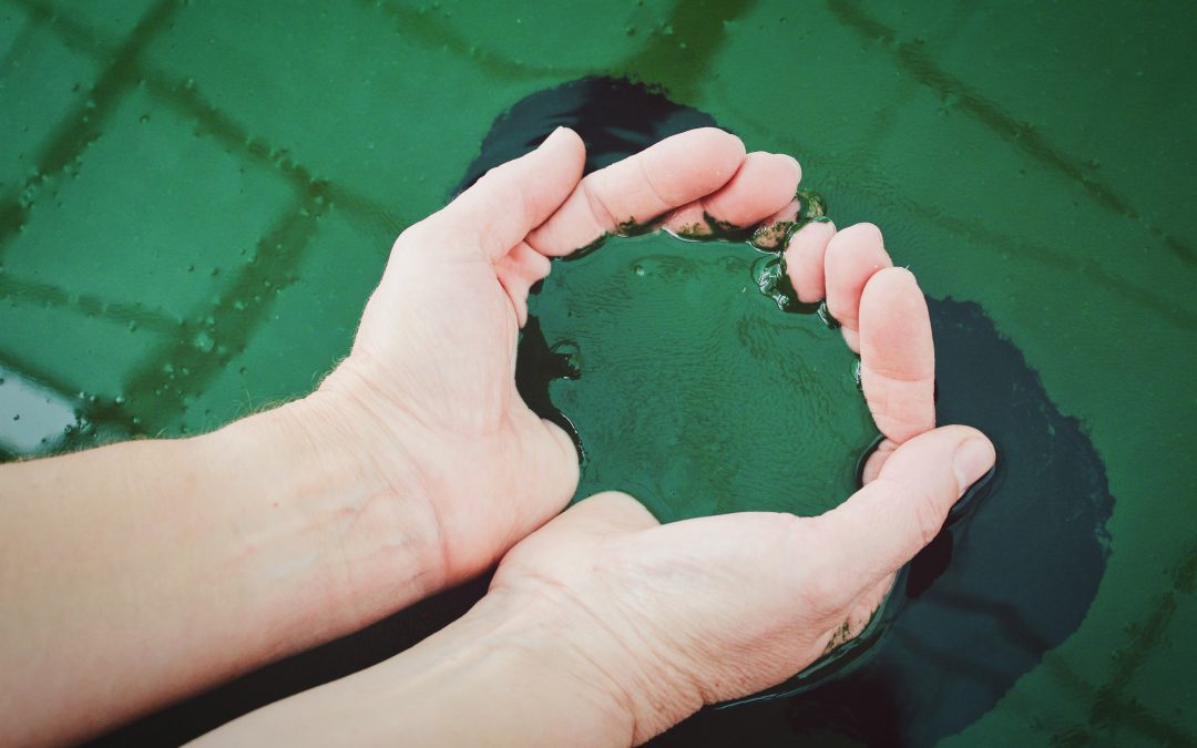 La spiruline… Tout un mystère pour une algue fabuleuse!